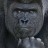 Profilbild von おゴリ