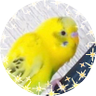 ふぁるこん🐤✨🐤's profile picture