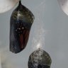 Фото профиля Marcelo Padovani