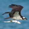 Hamzza ็ๅคดๅ