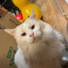 カッパかにせん 的头像