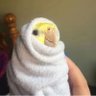 Ohad Gertel's profile picture