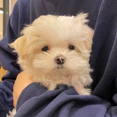 もじゅ's profile picture