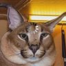Пивной Чикатило's profile picture