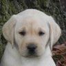 Profilbild von David Dutton