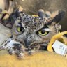 OwlTalk 的头像