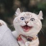 ✨Kitarin profil fotoğrafı