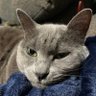 tomeo's profile picture