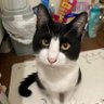 シハラ's profile picture