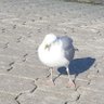 Clarissa S profil fotoğrafı