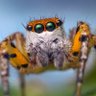 QumO (8964) profil fotoğrafı