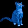 gato's profile picture