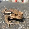 かえる profil fotoğrafı