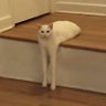 cats being weird little guys 👅 profil fotoğrafı