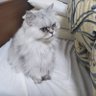 猫好き profil fotoğrafı