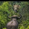 Profilbild von Moses Nyanzi