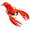 Mr.BigLobster/伊勢海老さん's profile picture