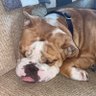 Фото профиля BulldogsRule