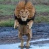 Lion20 profil fotoğrafı