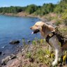 Pennysaurus profil fotoğrafı