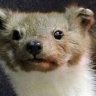 Profilbild von Weasel FR 🐓🇫🇷 🇫🇷