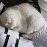 Neko's profile picture
