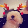 👧🐩Chris Dan 🇫🇷's profile picture