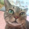 おかず profil fotoğrafı