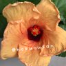 ダイアナ🌺's profile picture