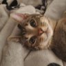 NGG / Kaeru profil fotoğrafı