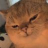 ccccccccb's profile picture
