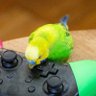 Profilbild von プレインコ