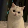 Profilbild von Miss A
