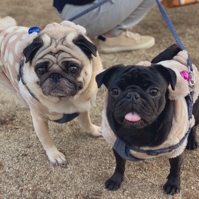 pugkinaco's profile picture