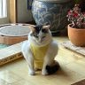 cat 的头像