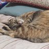 バーヤシ profil fotoğrafı