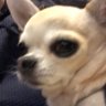 Huruto San's profile picture