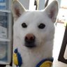 柴犬のヨッチ's profile picture
