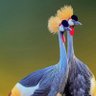 Adante profil fotoğrafı