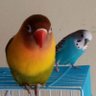 Profilbild von carlos