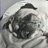 Фото профиля Sleeping Pug Crafts