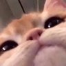 White Alyss's profile picture