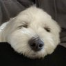 ミルハニ 的头像