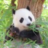 Sakura★Pan🐼🌸 的头像