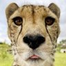 Don Chostomo's profile picture