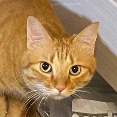 saketobaneko's profile picture