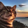 G.C. profil fotoğrafı