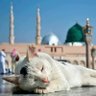 Zakaria Aklim's profile picture