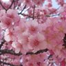 ♡ちぃたん♡(元🌷とんすけ🌷) profil fotoğrafı