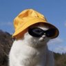 Profilbild von sushi, chá bar